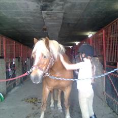 Haflinger Goldie