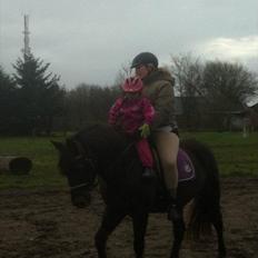 Welsh Cob (sec D) Rebecca Stensbæk