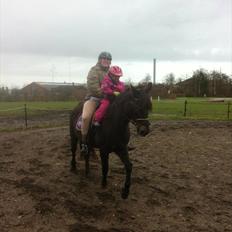 Welsh Cob (sec D) Rebecca Stensbæk