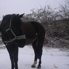 Dansk Varmblod Chanel - The neller mus <3