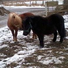 Shetlænder min øjesten Mancini<3