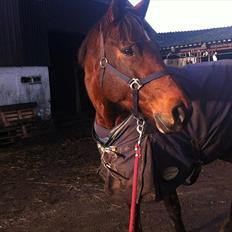 Dansk Varmblod Moni (tidligere part)