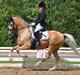 Tysk Sportspony Golden Starlight