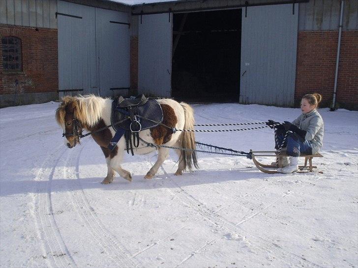 Shetlænder Chessy =]<33 - Vinter 2011 billede 17