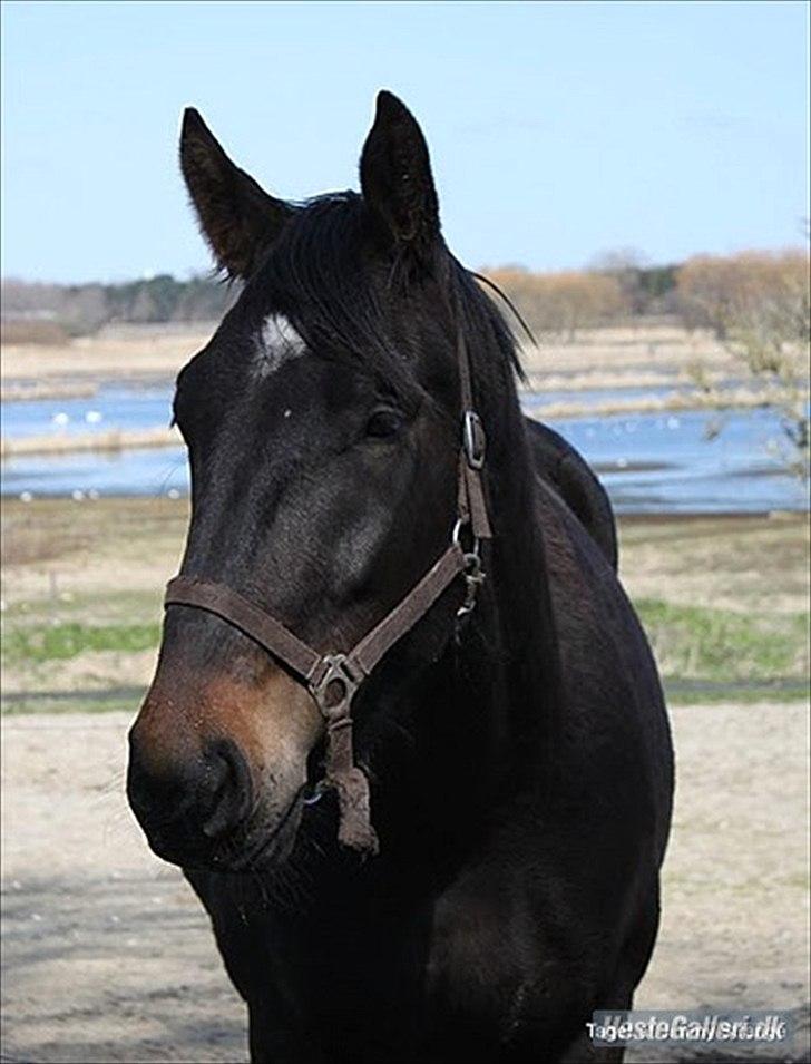 Anden særlig race Qato - Smukke dreng! <3 billede 4