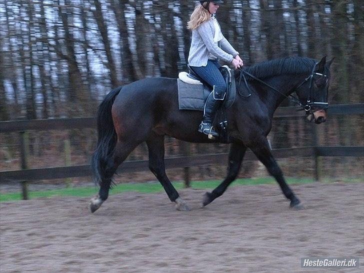 Anden særlig race Qato - Dressur :)
 billede 5