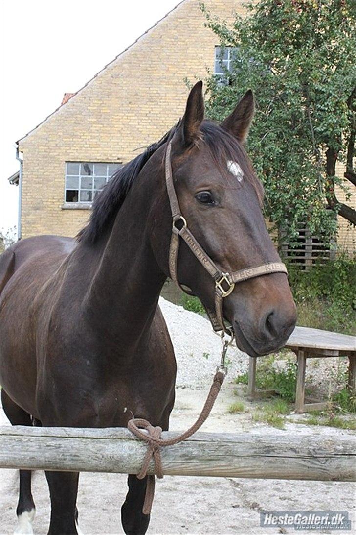 Anden særlig race Qato - Velkommen til Qatos profil :) billede 1