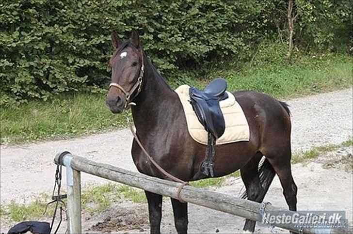 Anden særlig race Qato billede 6