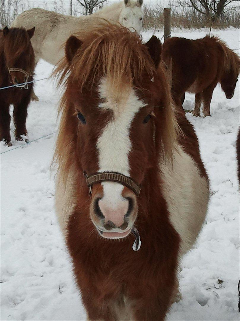 Shetlænder Coco<3 - Velkommen til Cocos profil<3 håber du ligger en kommentar & bedømmelse =] billede 1