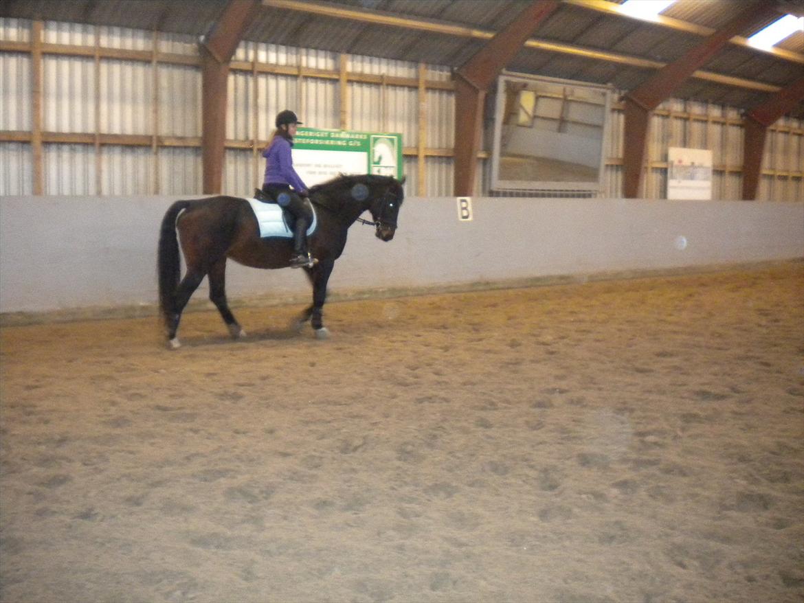 Anden særlig race Labell - Dejlige Labell billede 3