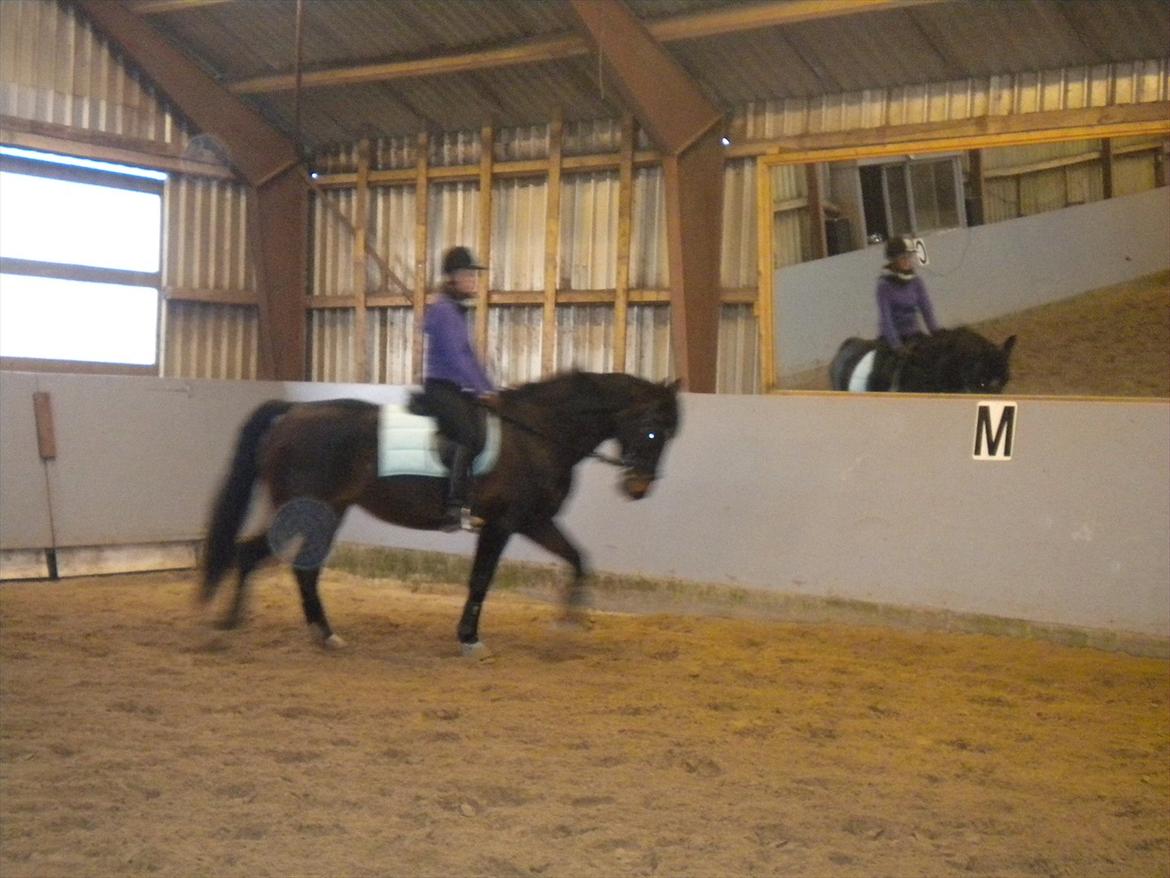 Anden særlig race Labell - Super sød Labs i dag :D billede 4