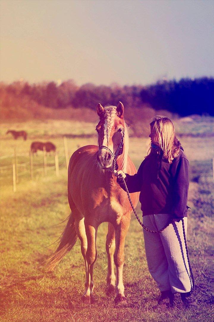 Haflinger † Gabora <3 † - Fotograf // SHT-foto - 23/10-2011.. Mmmmh.. (: billede 13