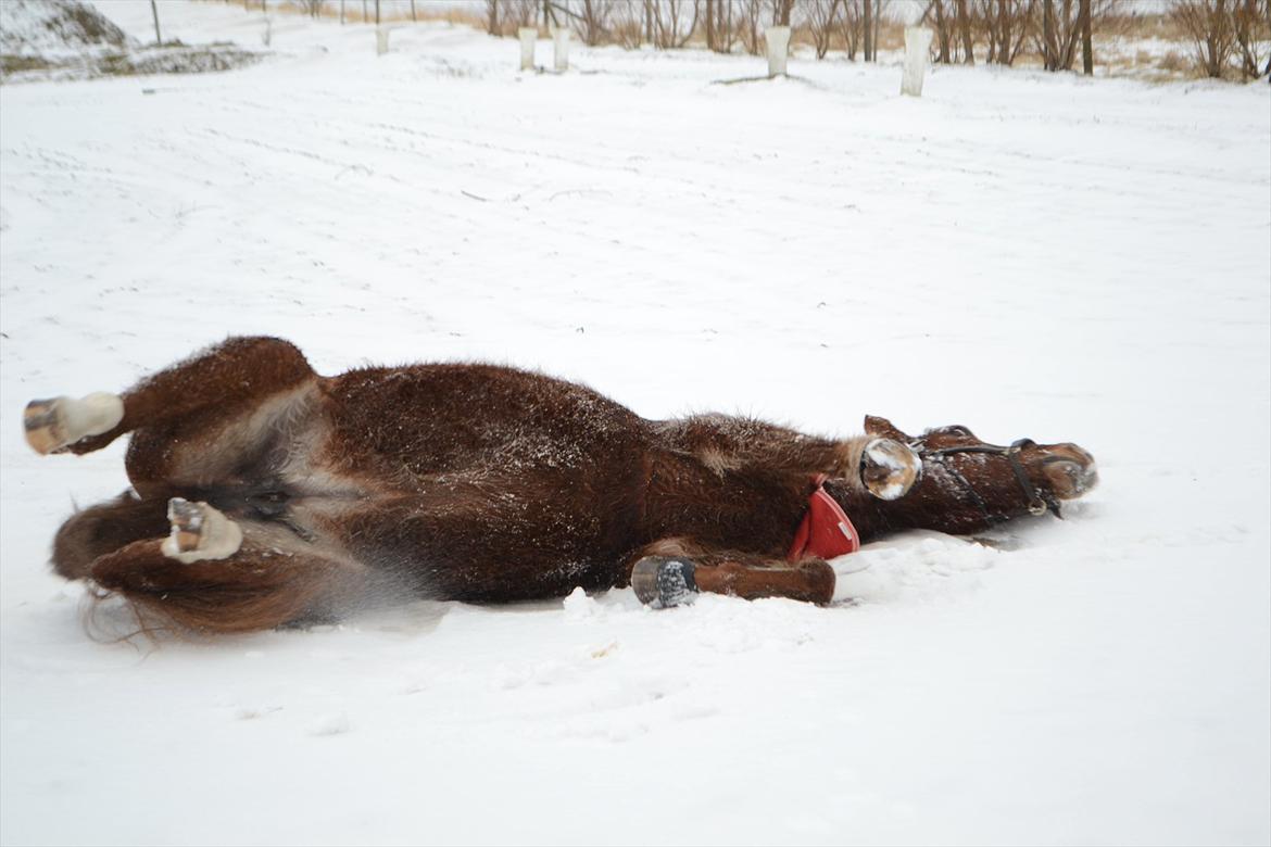 Anden særlig race Mirakie billede 4