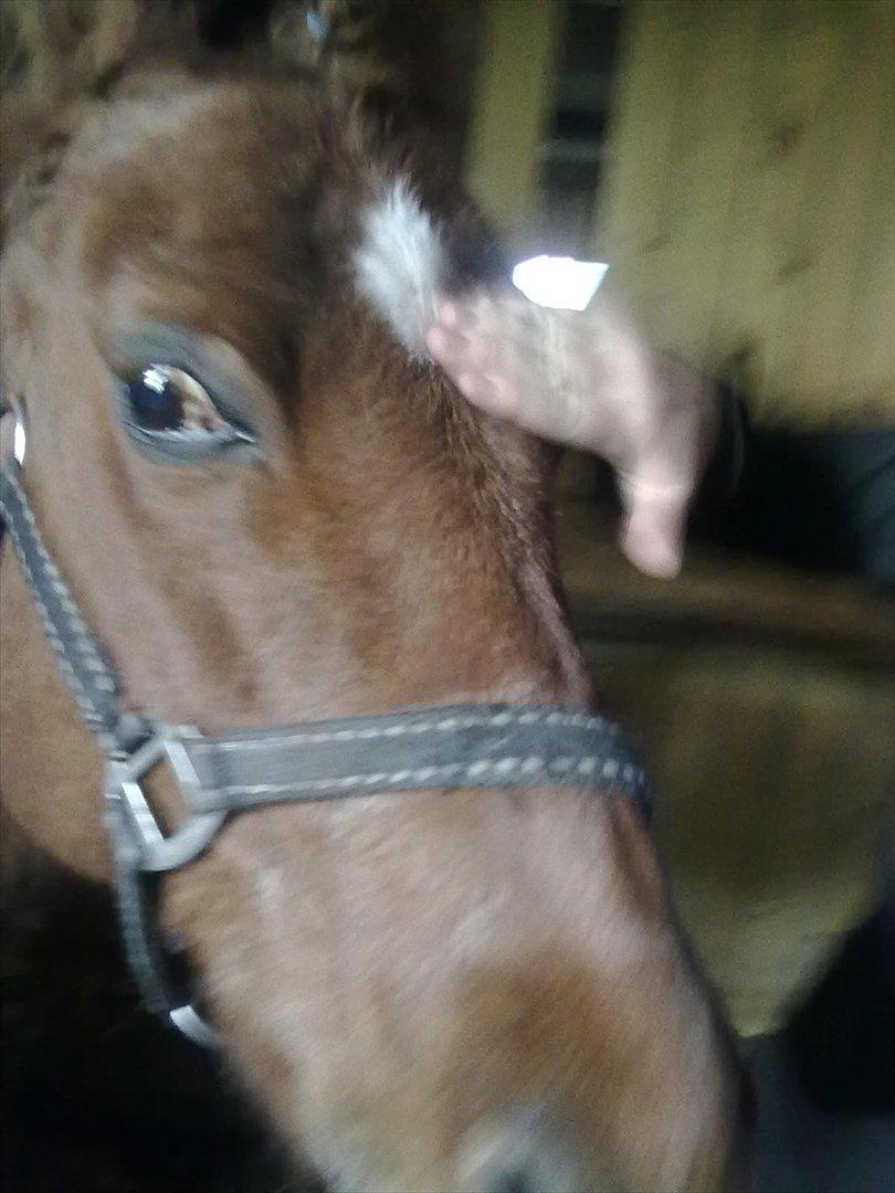 Anden særlig race Baron billede 4