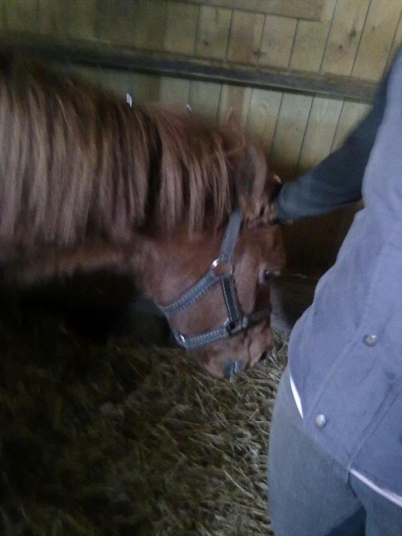 Anden særlig race Baron billede 5