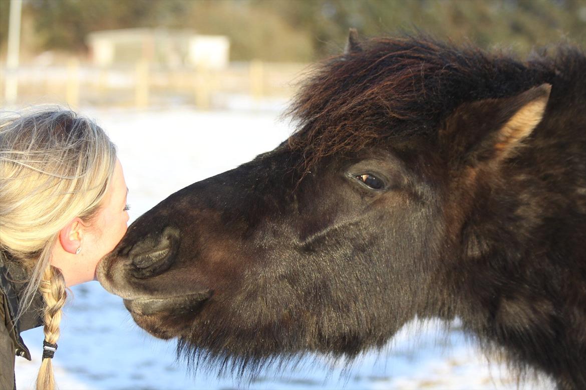 Islænder Vinur fra Langdal billede 1