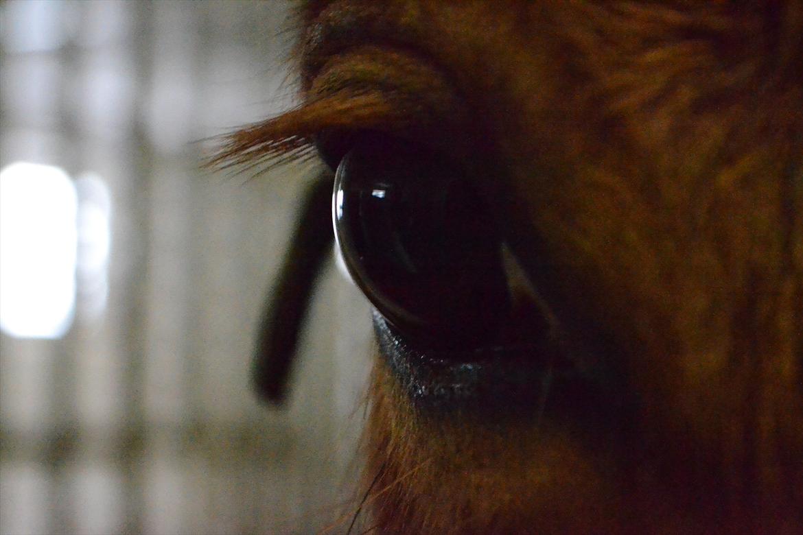 Anden særlig race Mirakie billede 6