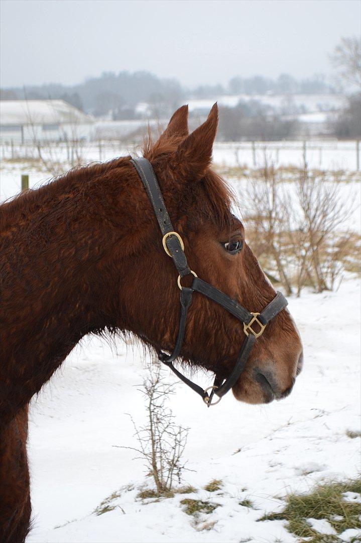 Anden særlig race Mirakie billede 9