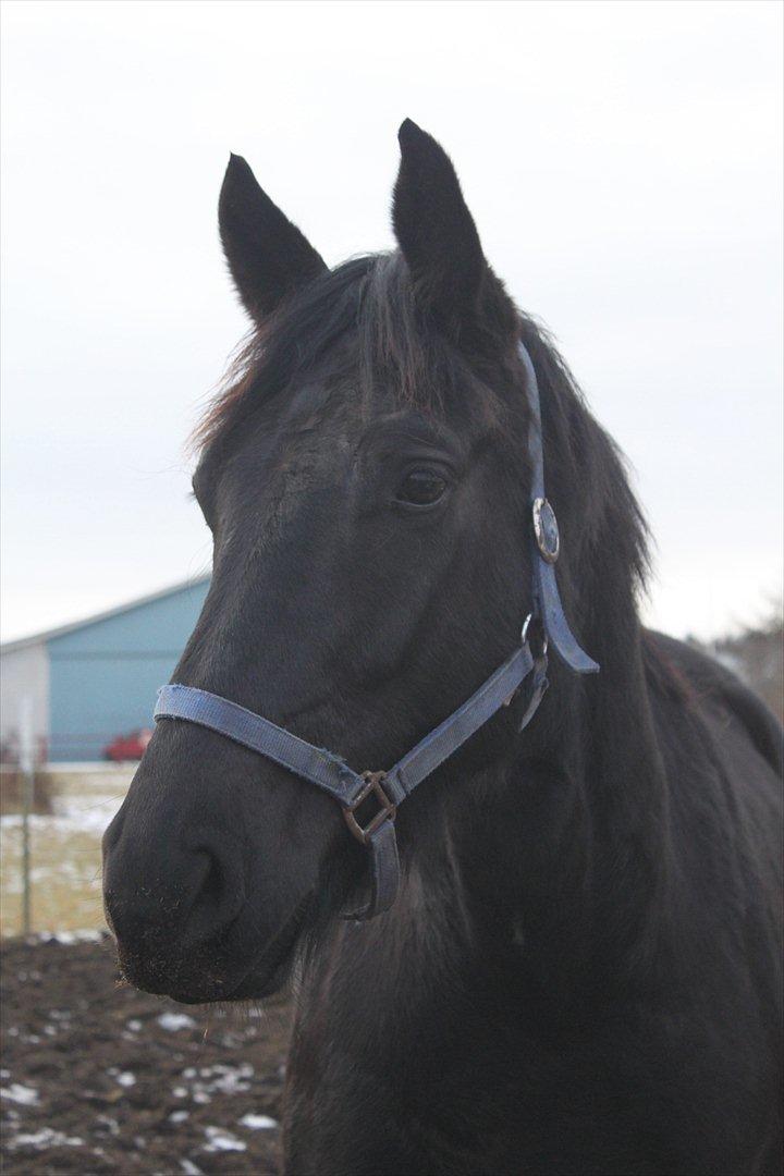 Oldenborg Elvis Højbo billede 1