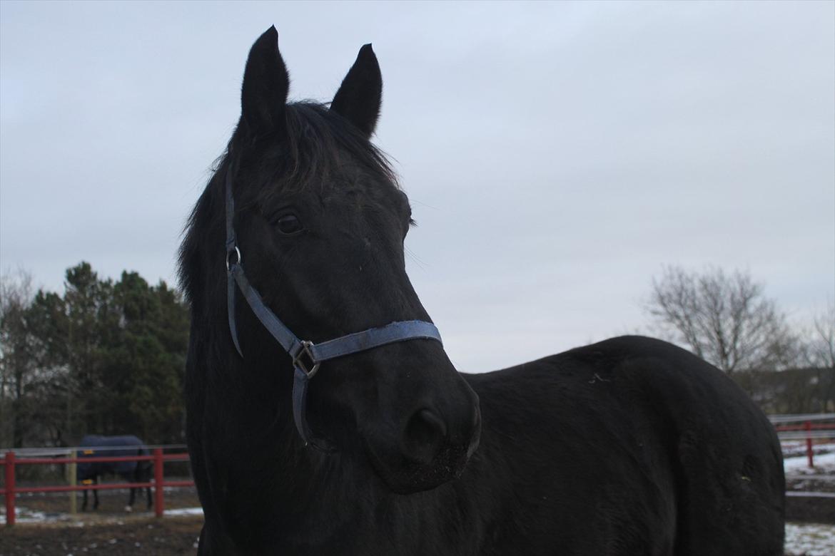 Oldenborg Elvis Højbo billede 6