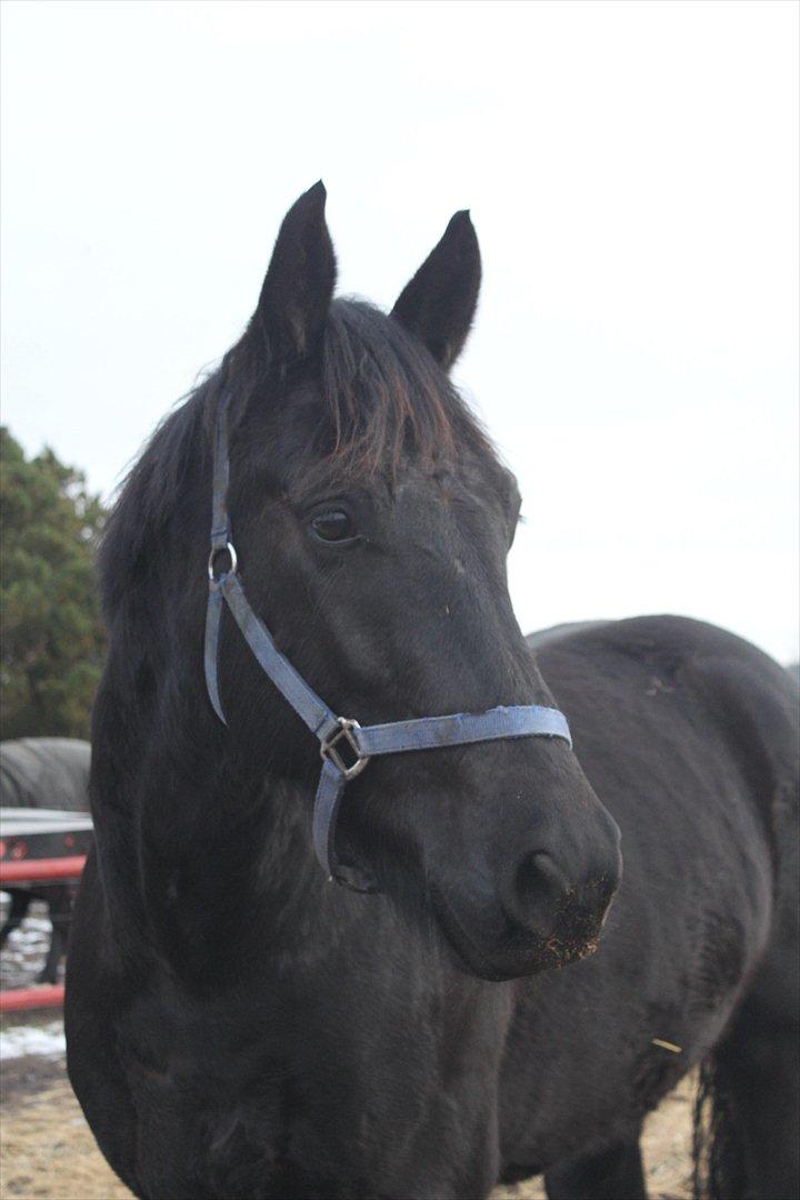 Oldenborg Elvis Højbo billede 5