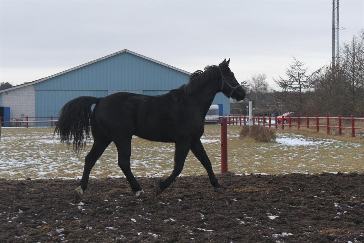 Oldenborg Elvis Højbo billede 8
