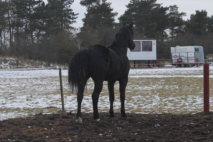 Oldenborg Elvis Højbo billede 9