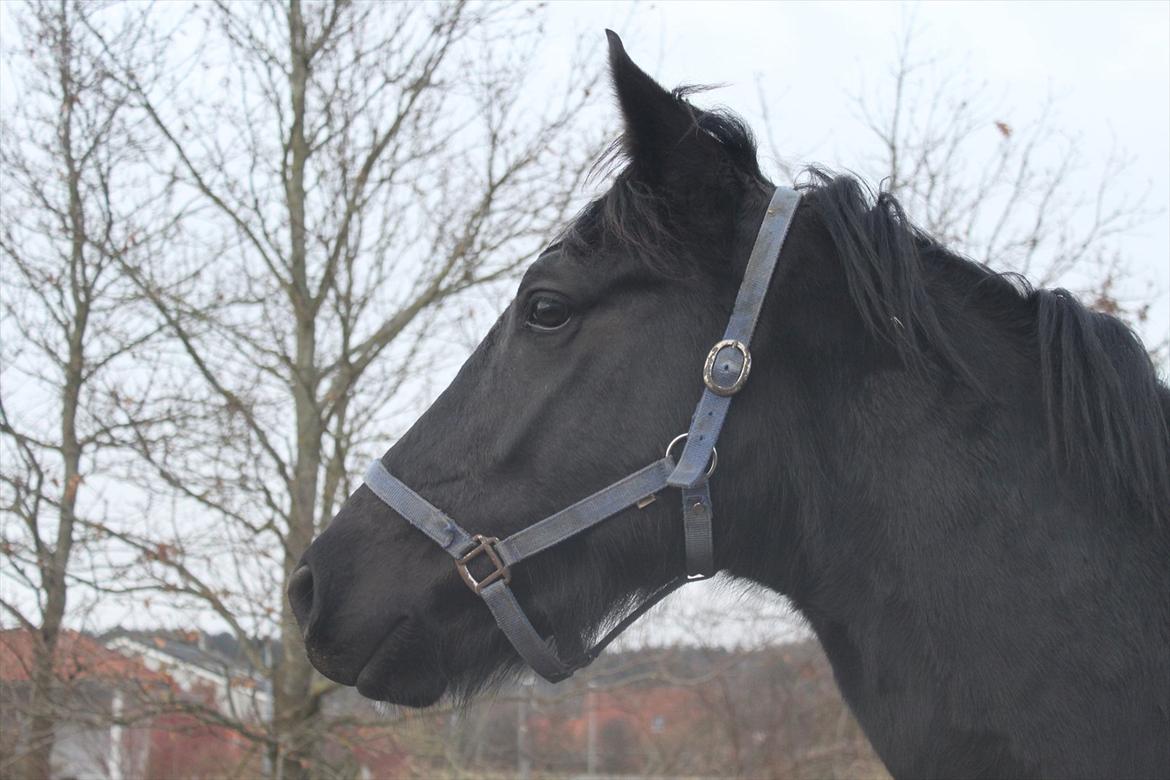 Oldenborg Elvis Højbo billede 10