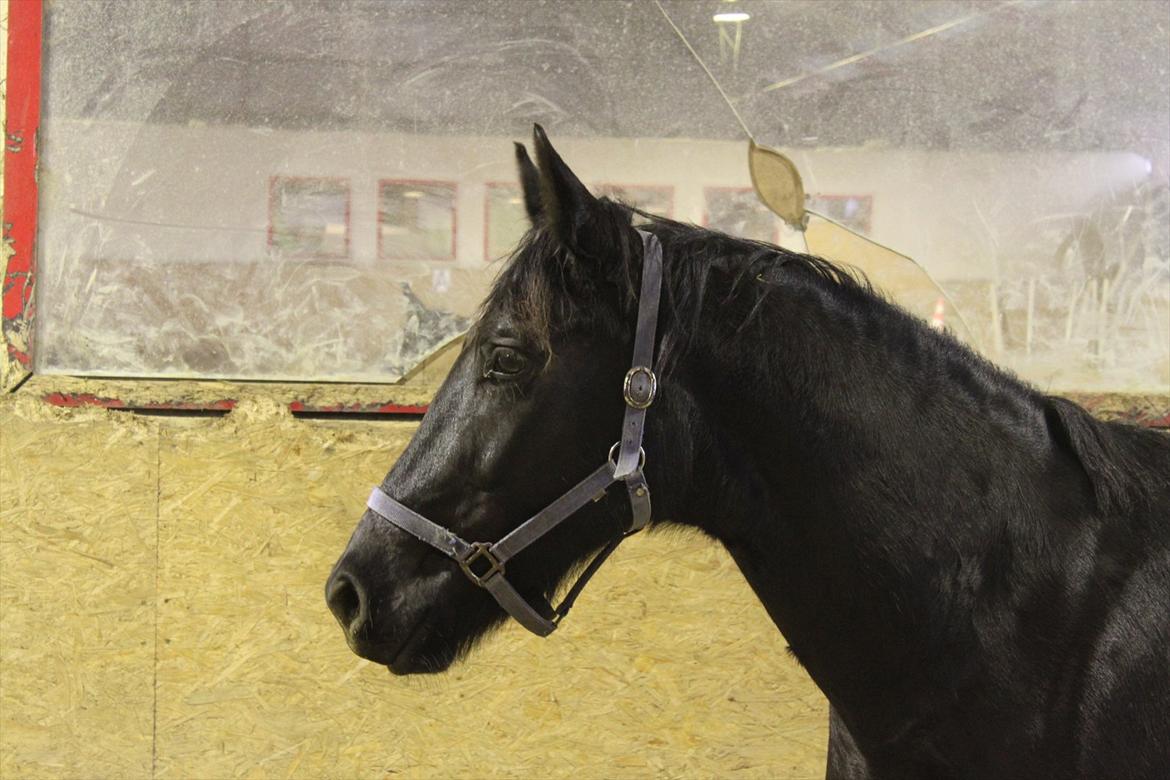 Oldenborg Elvis Højbo billede 7