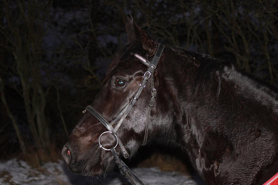 Oldenborg Elvis Højbo billede 3