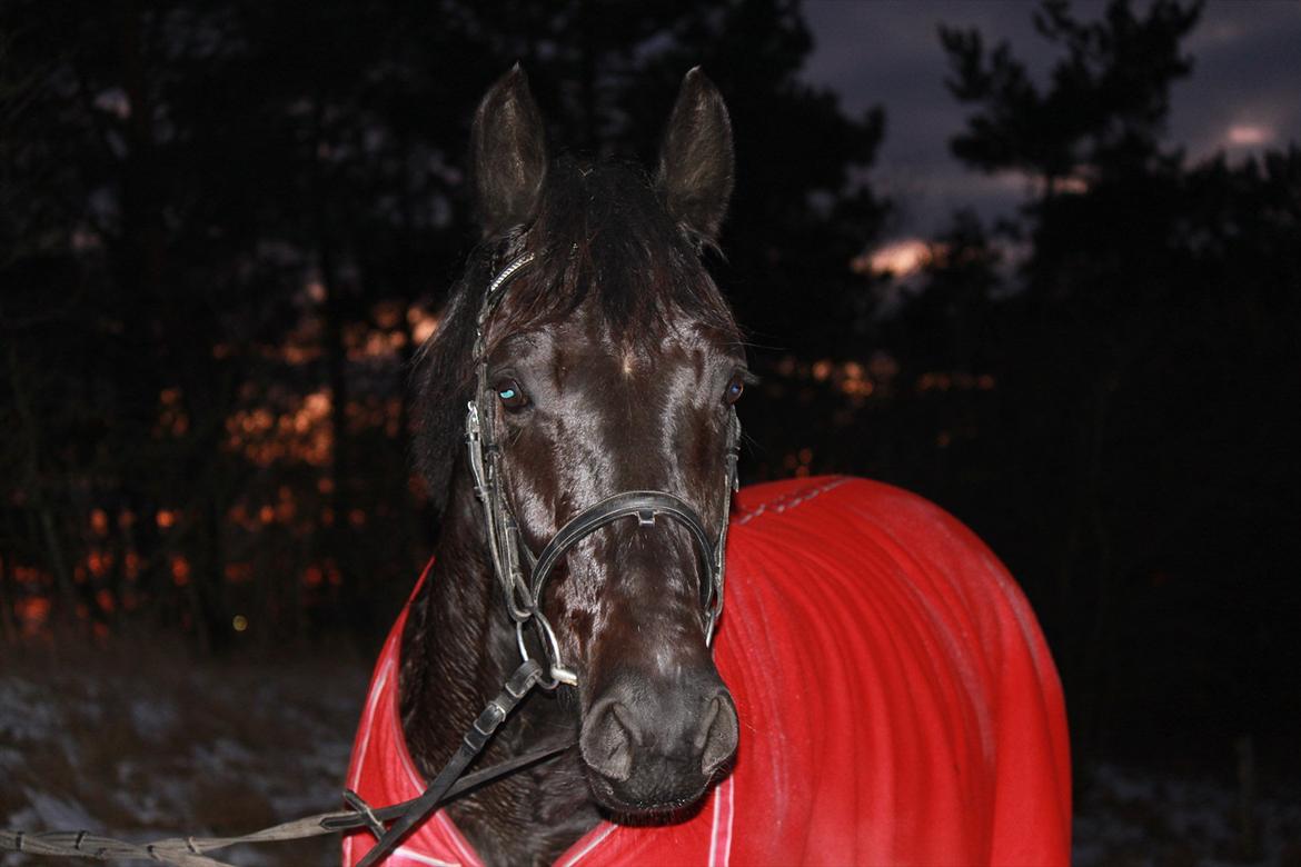 Oldenborg Elvis Højbo billede 2