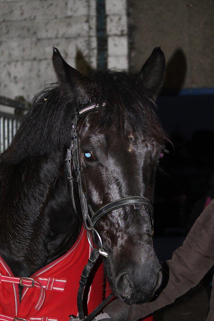 Oldenborg Elvis Højbo billede 4