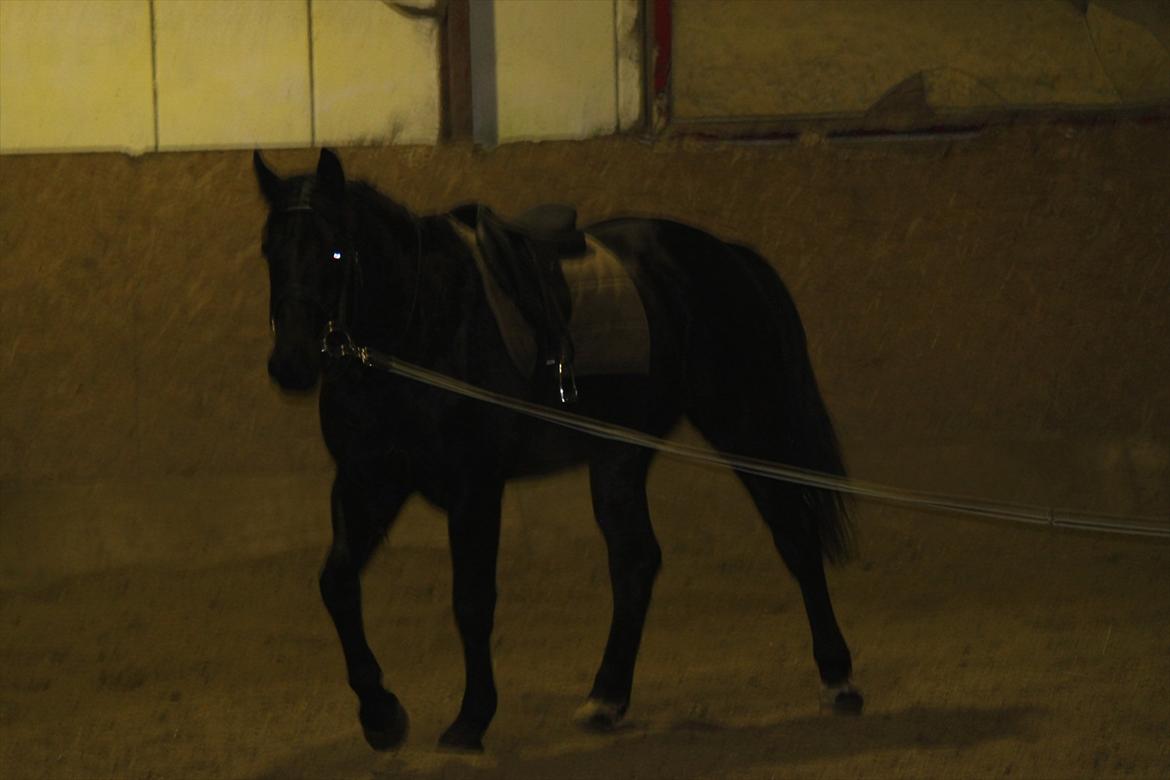 Oldenborg Elvis Højbo billede 11