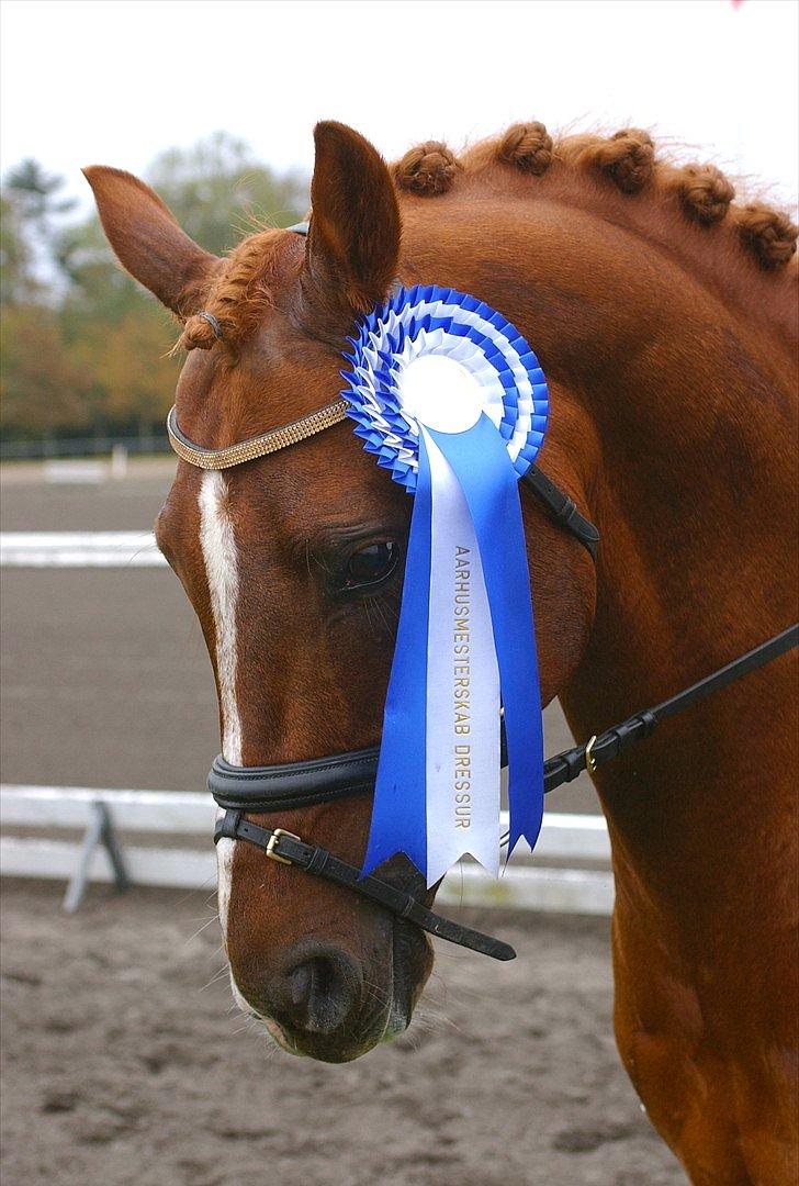 DSP Doran A-pony - Hej og velkommen til Doran´s profil :)Århus mesterskabet 2010 billede 1