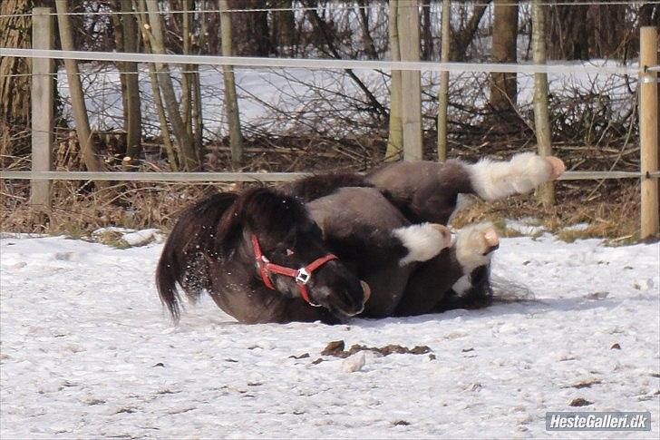 Islænder Mulle *MIN LILLE ISBAMSE* - Dejligt med noget sne :D <3 billede 18