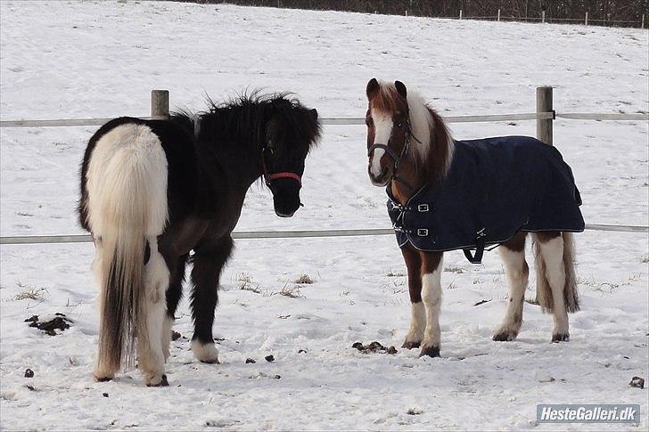 Islænder Mulle *MIN LILLE ISBAMSE* - Mulle og Tonga ♥
Fotograf: Lene - Tak :) billede 2