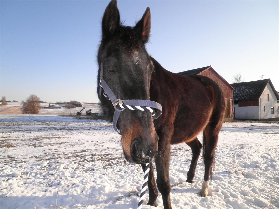 Oldenborg Stjerne af østerholm*tidligere part billede 1