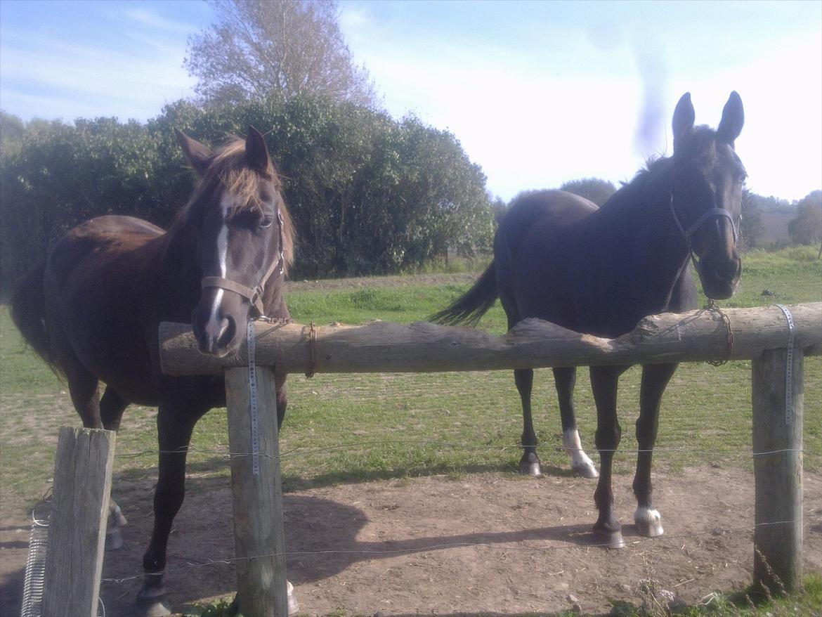 Oldenborg Stjerne af østerholm*tidligere part billede 2