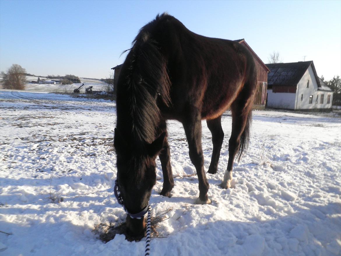 Oldenborg Stjerne af østerholm*tidligere part billede 5