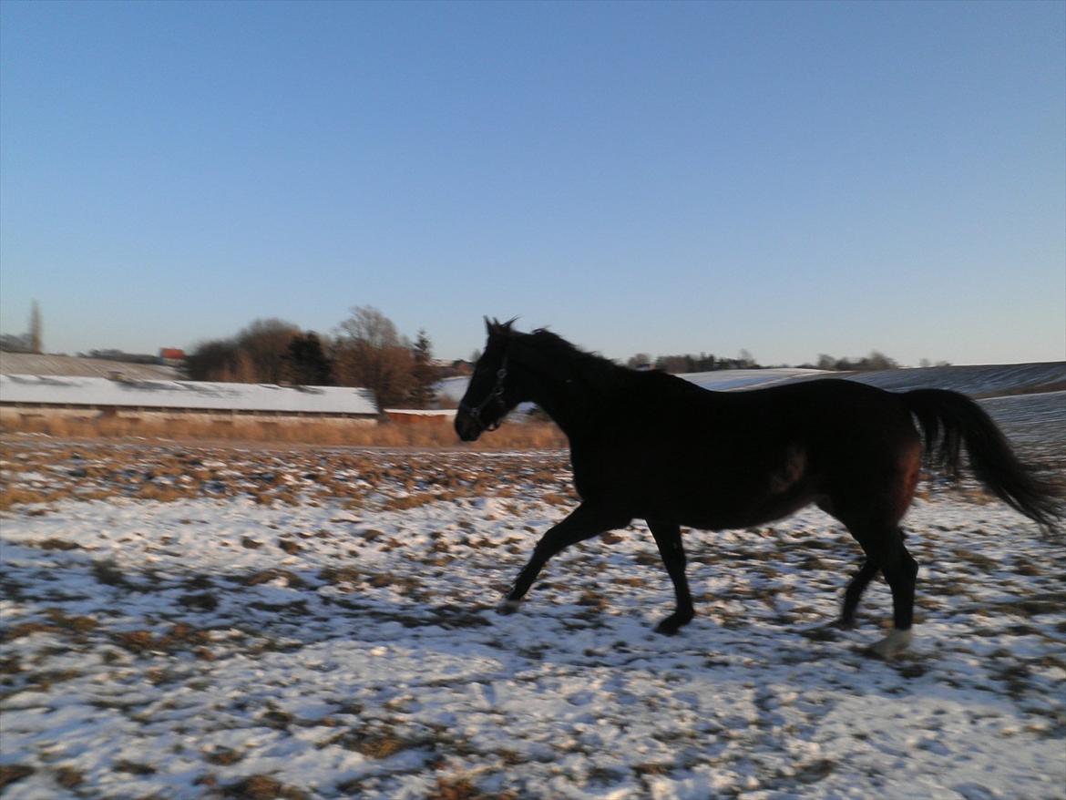 Oldenborg Stjerne af østerholm*tidligere part billede 6