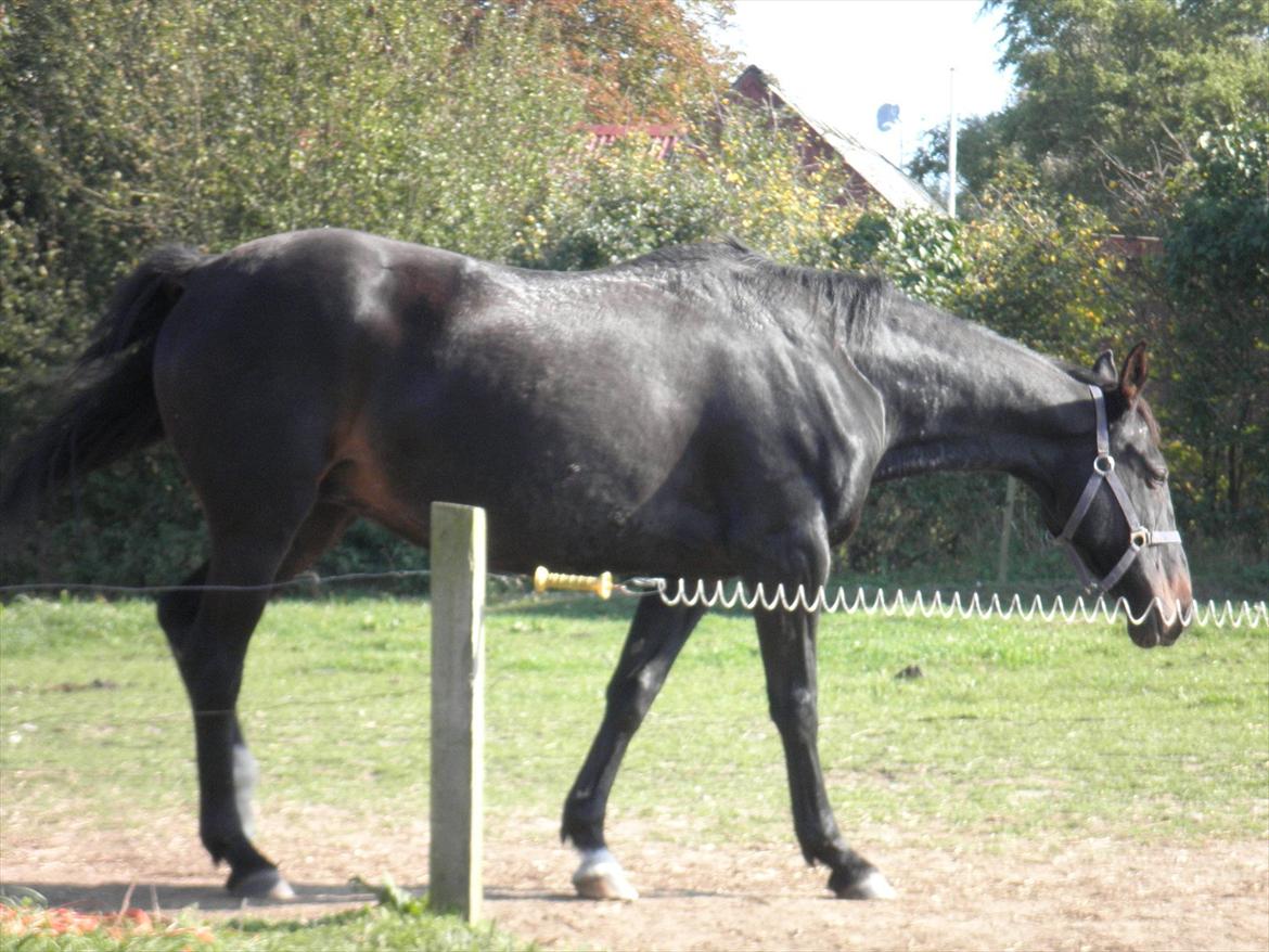 Oldenborg Stjerne af østerholm*tidligere part billede 7