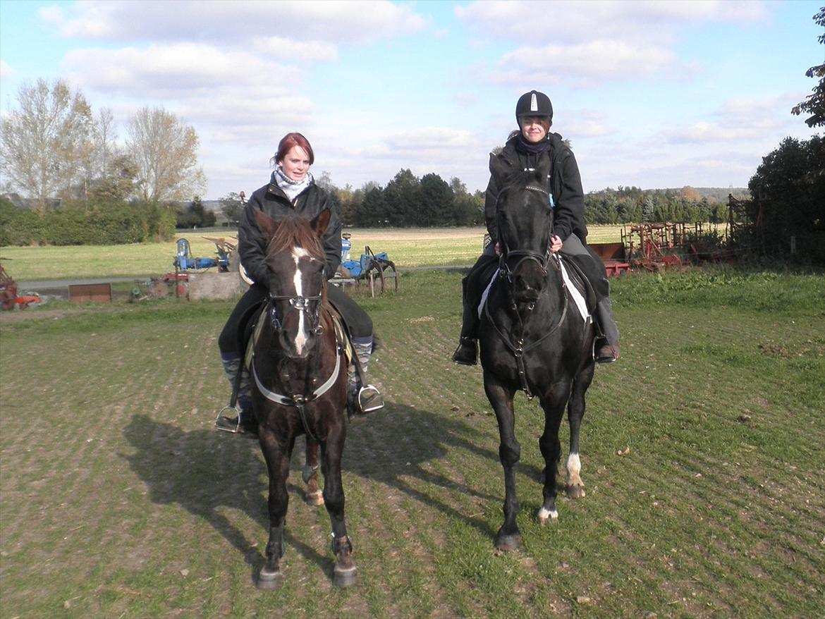 Oldenborg Stjerne af østerholm*tidligere part billede 8