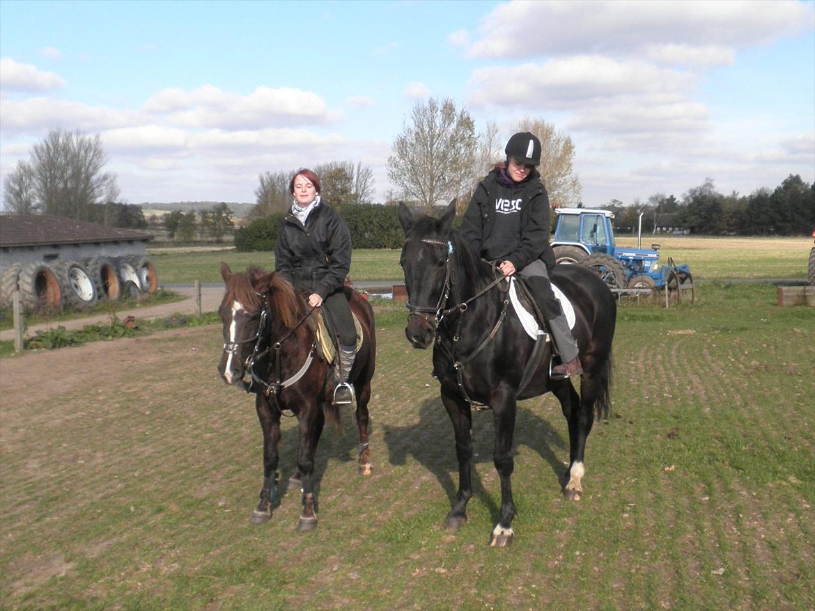 Oldenborg Stjerne af østerholm*tidligere part billede 9