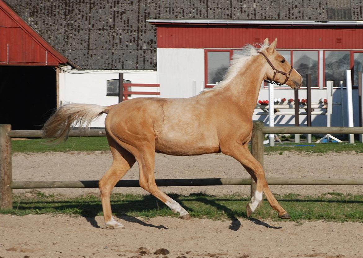 Hollandsk Sportspony Don Cronos Stengaard - Cronos 3år billede 7