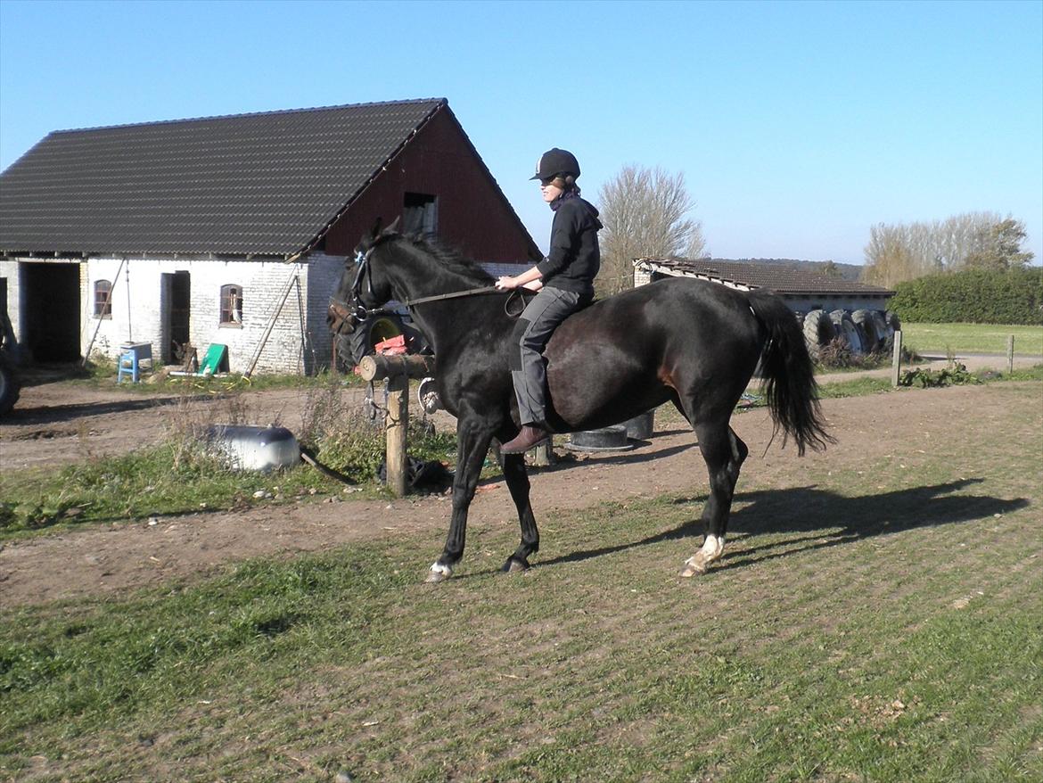 Oldenborg Stjerne af østerholm*tidligere part billede 13
