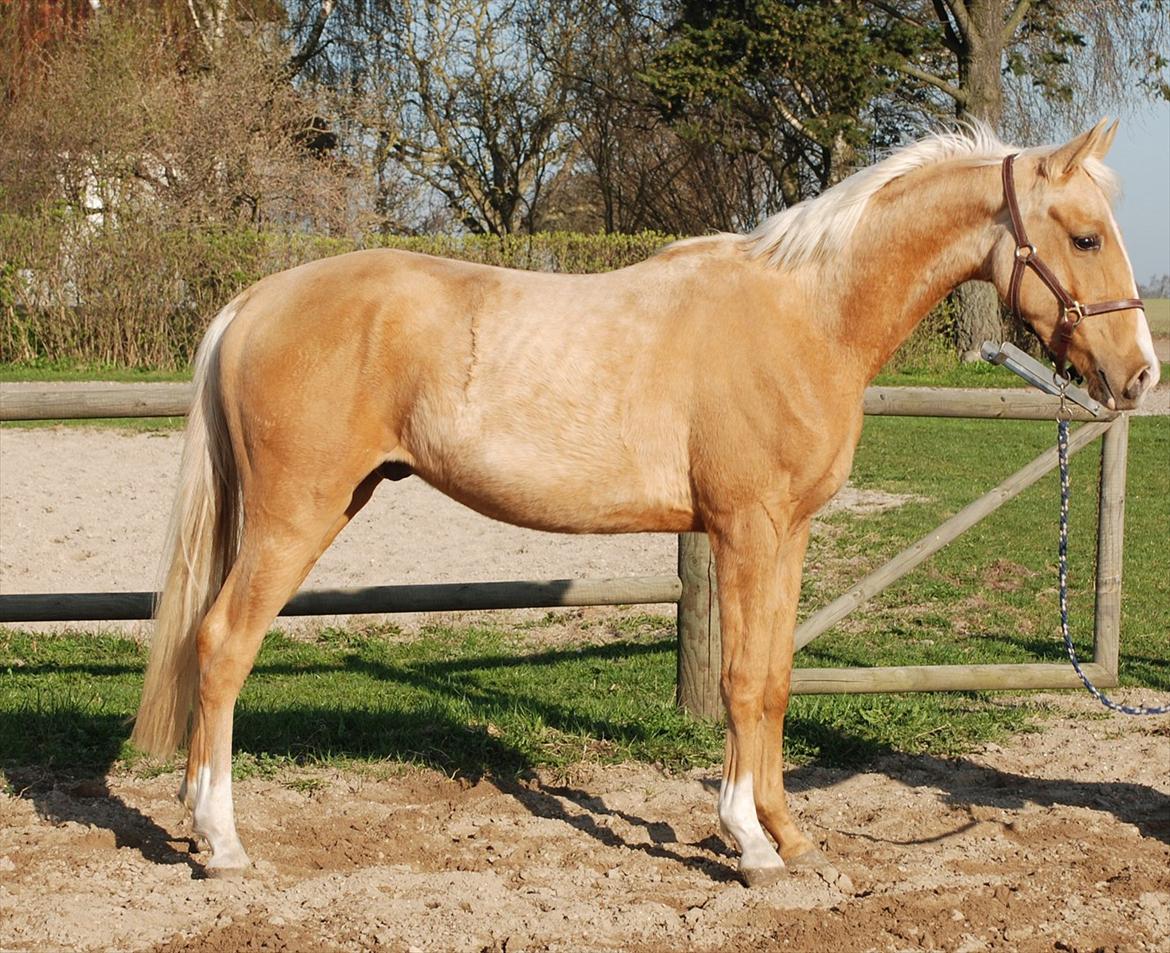 Hollandsk Sportspony Don Cronos Stengaard - Cronos 3år billede 8