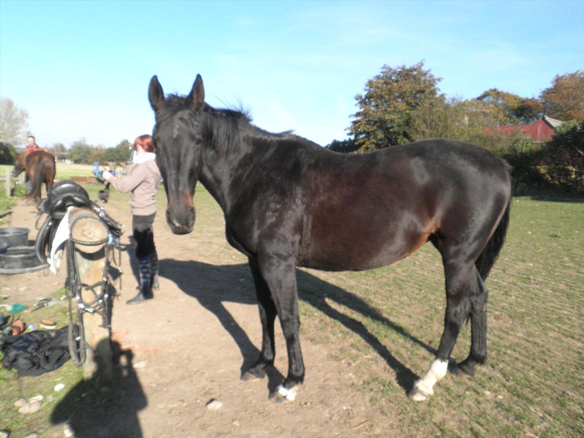 Oldenborg Stjerne af østerholm*tidligere part billede 14