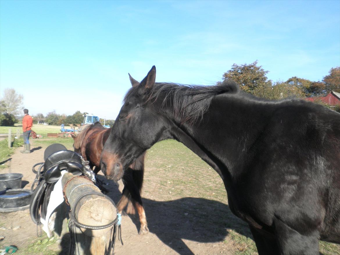 Oldenborg Stjerne af østerholm*tidligere part billede 15