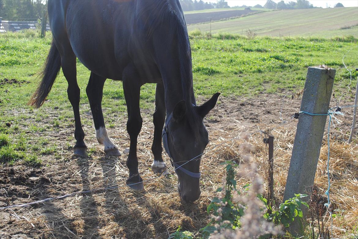 Oldenborg Stjerne af østerholm*tidligere part billede 16