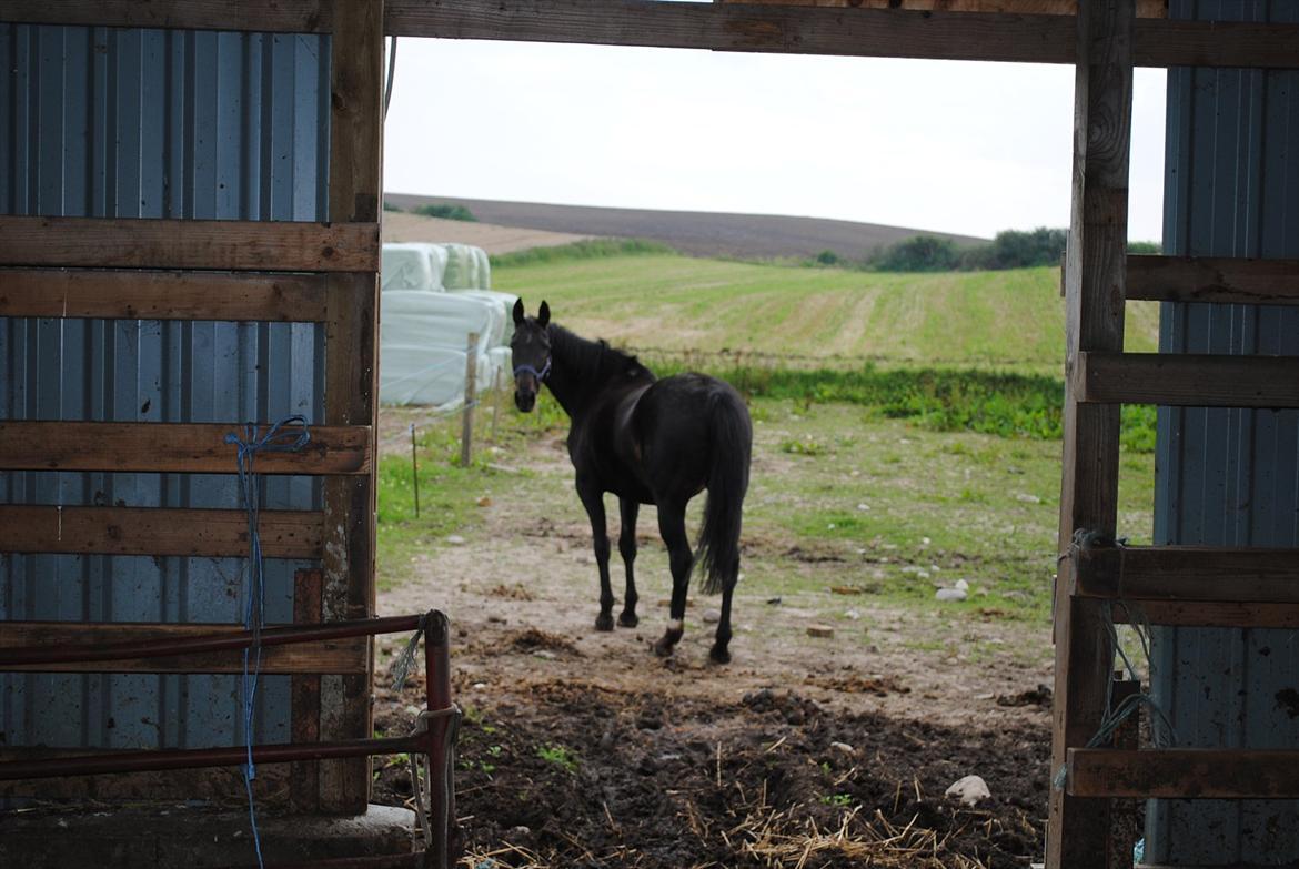 Oldenborg Stjerne af østerholm*tidligere part billede 17